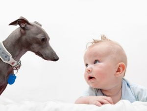 Baby och hund