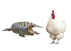 Krokodil och kyckling