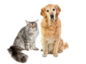 En grå katt och en golden retriever sittande bredvid varandra på vit bakgrund